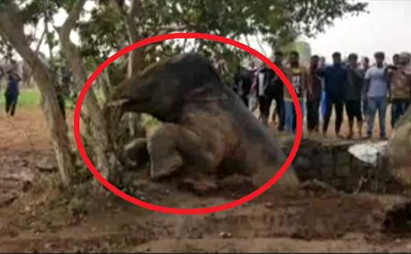 25 फीट गहरे कुएं में गिरा हाथी का बच्‍चा, डेढ़ घंटे की कड़ी मशक्‍कत के बाद निकाला गया बाहर
