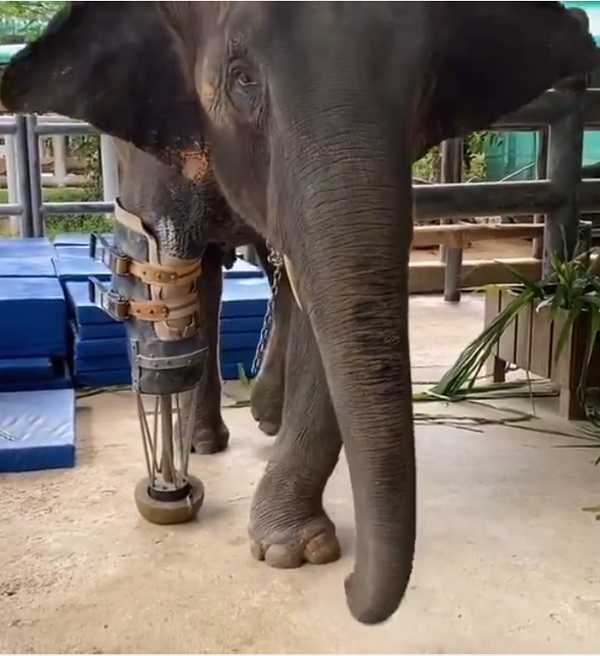 इस हाथी ने 7 साल की उम्र में खो दिए थे अपने पैर, प्रोस्थेटिक लेग प्राप्त करने वाला बना पहला हाथी
