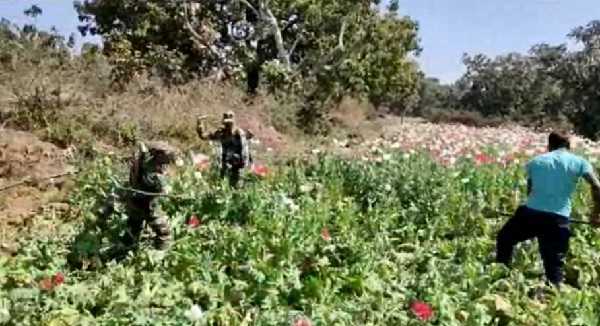 चार दिनों में खूंटी-तमाड़ पुलिस ने 140 एकड़ में लगी अवैध अफीम की फसल को किया नष्ट