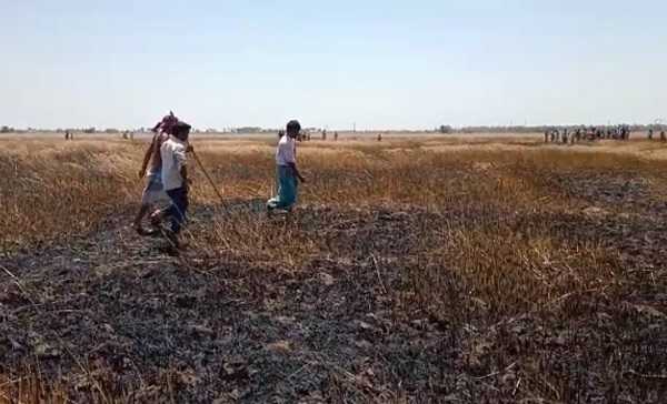 शॉर्ट सर्किट से गेहूं के खेत में लगी आग, 15 बीघा में लगी फसल जलकर खाक