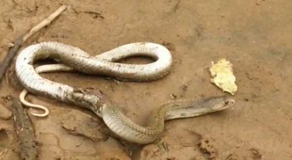 कोबरा के काटने से महिला की मौत, लोगों ने सांप को लाठी-डंडे से मारकर किया घायल