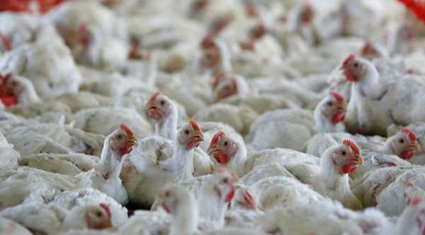 देश भर में छाया बर्ड फ्लू का खौफ, 50 फीसदी तक गिरा चिकन का भाव