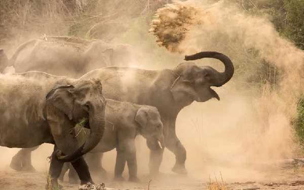 हाथी ने 2 दिनों के अंदर 5 लोगों को बनाया अपना शिकार, कई घरों को पहुंचाया नुकसान