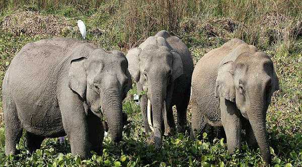 जंगली हाथी के झुंड पहुंचा गांव, DFO के नेतृत्व में चलाया जा रहा अभियान