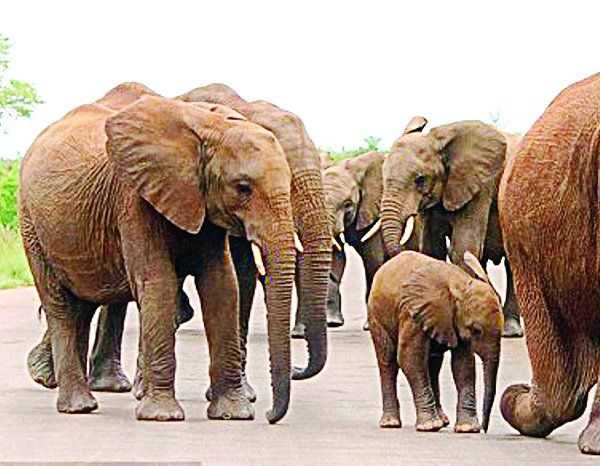 रजरप्पा में हाथियों का कहर जारी, दिन में देखा जा रहा झुंड