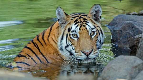 लंबे समय बाद पलामू टाईगर रिजर्व में दिखा बाघ, कभी सरकार को था संदेह