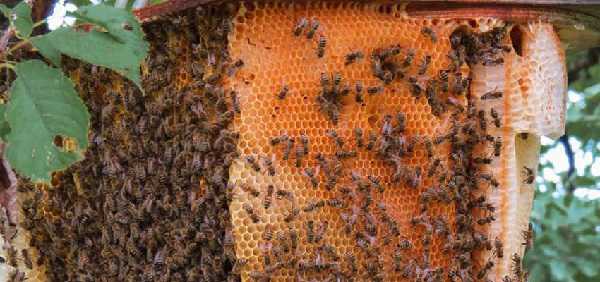लकड़ी चुनने गई 4 महिलाओं पर मधुमक्खियों ने बोला हमला, एक की मौत