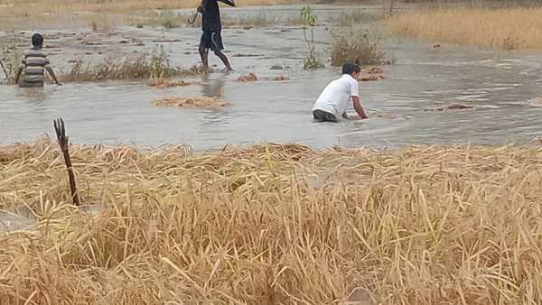 बेमौसम बारिश ने किसानों पर ढाए कहर, खलिहान में भींगे धान