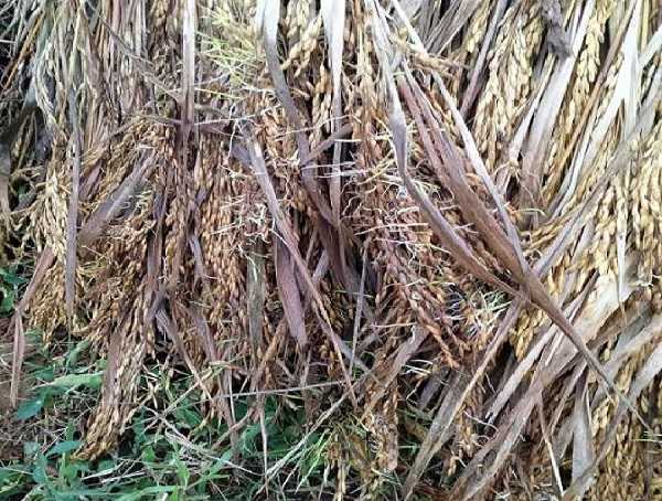 बिन मौसम बारिश से Tension में किसान, धान की फसल बर्बाद होने का संकट