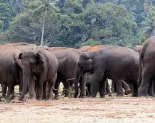 हाथियों ने झुंड ने सो रहे शख्स को कुचला, 2 लोगों ने भाग कर बचाई जान