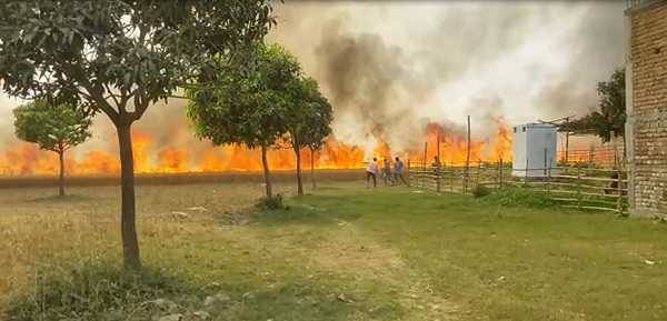 साहिबगंज में सैकड़ों बीघा गेहूं की फसल में लगी आग, किसान हुए बर्बाद