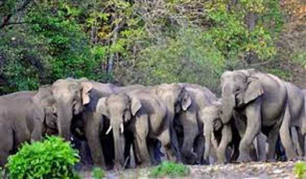 गजराज के गुस्से का शिकार हुआ शख्स, 20 हाथियों के झुंड ने मचाया उत्पात