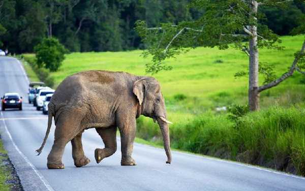 जामताड़ा में हाथी का तांडव, युवक को उतारा मौत के घाट, इतने घायल
