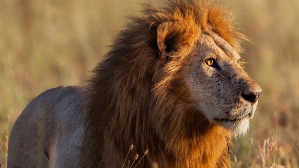 कोरोना पॉजिटिव पाए गए 8 Lions! इतने दिन के लिए Zoo बंद