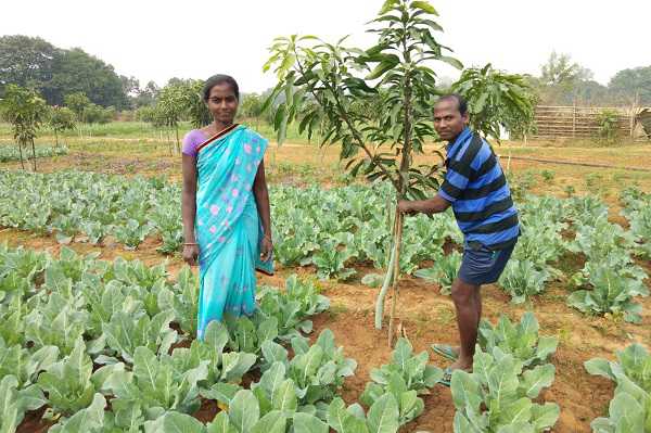मनरेगा से किए बागवानी से आत्मनिर्भरता की ओर बढ़ रहे है झारखंड के किसान
