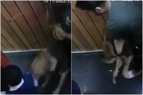 पालतू कुत्ते ने बच्चे को बुरी तरह काटा, CCTV में कैद हुई घटना