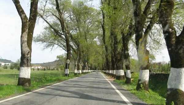सड़क किनारे लगे पेड़ों को सफेद रंग लगाने से बढ़ती है उम्र, पढ़ें पूरी खबर