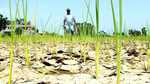 झारखंड में सूखा राहत योजना के तहत किसान सहायता पोर्टल शुरू