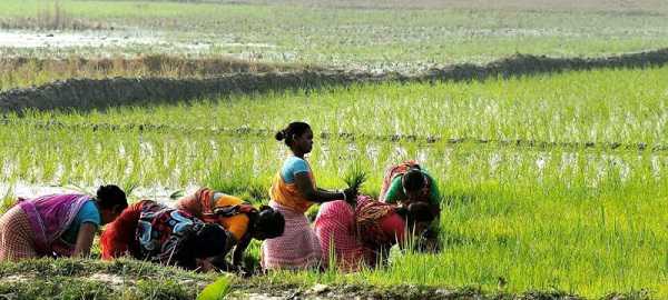 खरीफ फसलों के लिए 2050 रुपये न्यूनतम समर्थन मूल्य देगी सरकार
