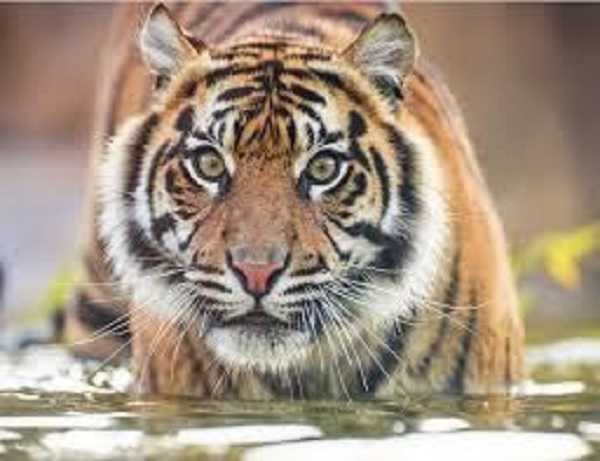 पीटीआर से बाघ गायब: अब 1000 कैमरे ढूढेंगे बाघ