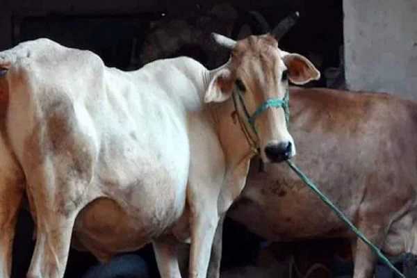 देश में तेजी से अपना पांव पसार रहा लंपी वायरस, चिंता में पशुपालक