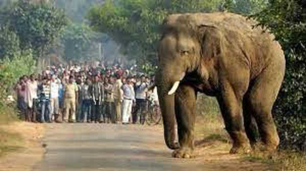 ग्रीन ट्रिब्युनल से न्याय की गुहार: झारखंड में हाथियों का कहर, हर साल दर्जनों लोग गँवा रहे हैं अपनी जान