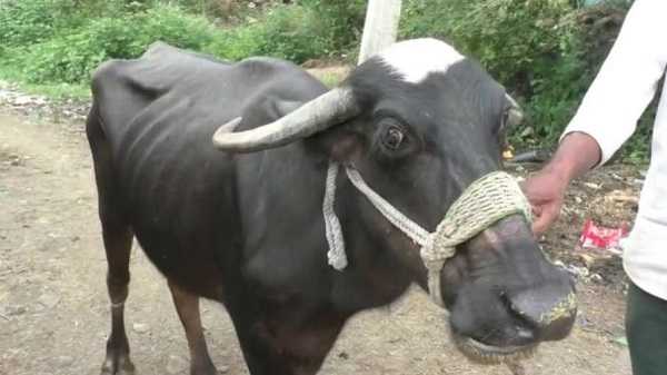 भैंस निगल गई 2 लाख के सोने का मंगलसूत्र, पेट काटकर डॉक्टर ने निकाला बाहर