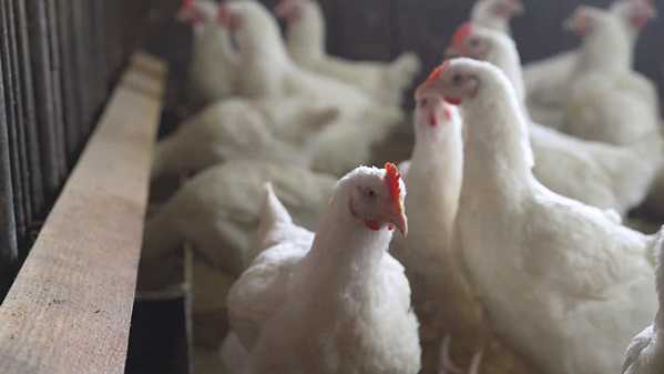 बोकारो में बर्ड फ्लू से मरी 250 मुर्गियां, होली के पहले राज्य में बर्ड फ्लू की इंट्री, जाने पूरी रिपोर्ट