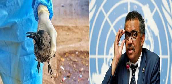 बर्ड फ्लू संक्रमण से 11 साल की लड़की की मौत, स्थिति चिंताजनक- WHO