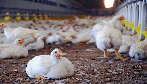 अगले 3 महीनों तक रांची वासियों को नहीं मिलेगा चिकन, प्रशासन ने बिक्री पर लगाई रोक