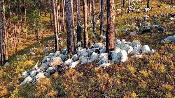 उत्तराखंड के उत्तरकाशी में बिजली गिरने से 350 भेड़-बकरियों की मौत