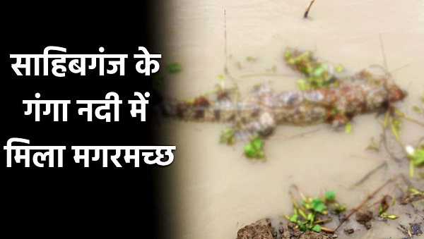 सावधान ! साहिबगंज गंगा नदी में मगरमच्छ, एक मृत मगरमच्छ बरामद