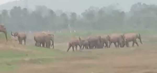सरायकेलाः जंगली हाथियों के आतंक से दहशत में ग्रामीण, शाम होते ही घरों में हो जाते है बंद