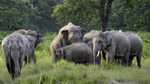 बरहीः जंगली हाथियों का तांडव तीसरे दिन भी जारी, घरों को तोड़ा फसलें भी किया बर्बाद, दहशत में ग्रामीण