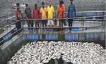 गेतलसूद डैम के दूषित पानी से लगभग 10 लाख मछलियों की हुई मौत