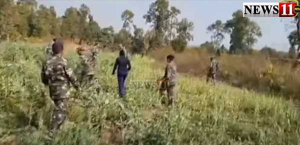 अफीम के खिलाफ रांची पुलिस का अभियान, 10 एकड़ में लगी फसल को किया बर्बाद