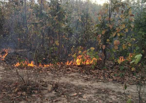 टंडवा कोयलांचल के जंगल में लगी है भीषण आग, वन विभाग मौन