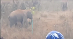 गोला में जंगली हाथी ने कुचल कर एक व्यक्ति की ली जान, दहशत में ग्रामीण