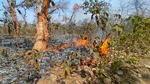 मसलिया के गोलबंधा पहाड़ी व नवजोड़ा पलास जंगल में असामाजिक तत्वों ने लगाई आग