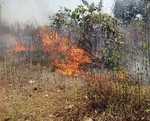 गांडेय थाना क्षेत्र के विश्वास डीह के जंगल में अचानक लगी आग