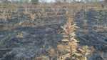 भोक्ताडीह जंगल में असामाजिक तत्वों द्वारा लगाए आग से झुलसे बारह सौ लिप्टस के पौध