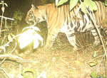 पलामू टाइगर रिजर्व में एक बार फिर ट्रैप कैमरे में कैद हुई एक बाघ की तस्वीर