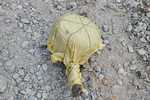 रांची में पुलिस ने 8 किलो का आईईडी बम किया बरामद