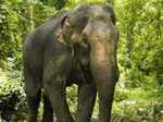 चैनपुर में नहीं थम रहा जंगली हाथियों का आतंक