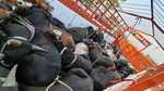 हजारीबाग के जीटी रोड में नही थम रही पशु तस्करी, फिर 18 गाय लदी ट्रक जब्त, एक गिरफ्तार