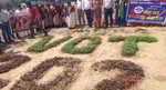 घाटशिला के किसान ने खेत में हरा व लाल साग उगा कर लोगों को दिया मतदाता जागरूकता का संदेश