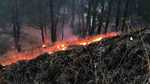 मारांगघारा के जंगलों में लगी आग हुई बेकाबू, भयंकर तबाही