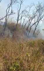 करमटिया जंगल में आग लगने से एक सौ अधिक सूखे पेड़ जले