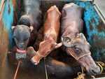 अवैध पशु लदा पिकअप जब्त, बंगाल से बिहार ले जाए जा रहे थे पशु, 3 गाय, 1 भैंस बरामद, 2 पशु तस्कर गिरफ्तार