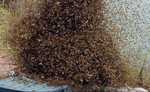 इंडिया गठबंधन के चौपाल में जुटे समर्थकों पर मधुमक्खियों ने किया हमला, मची अफरातफरी